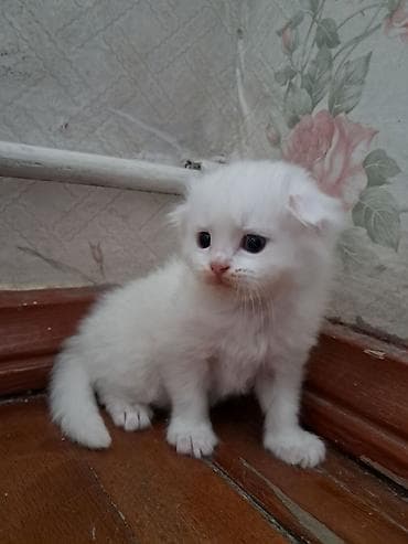 Britan, Dişi, Yaxşı əllərə, Pulsuz çatdırılma