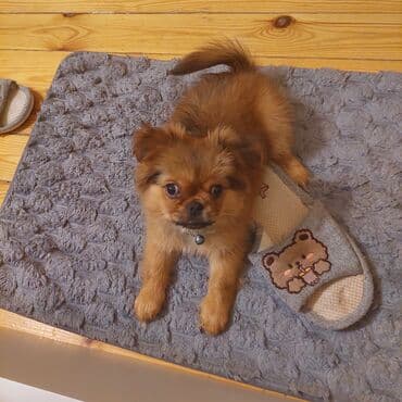 en iri it cinsi: Pekines, 2 ay — 1