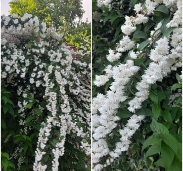 gul toxumlari: Həyət gülleri. 90növ çesid var! — 25