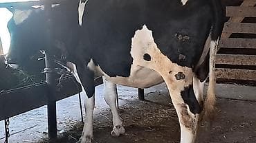yerli inəklər: Birinci qarına 8 aylıq boğazdı Təmiz qan ivanovka sortudu Anası — 9