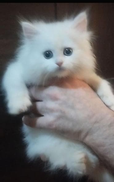 Şotland uzun tüklü, Erkək