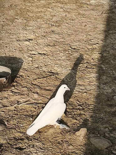 Erkəy quşdu baladi oynaqa təzə düşüb sağlam heyvandı