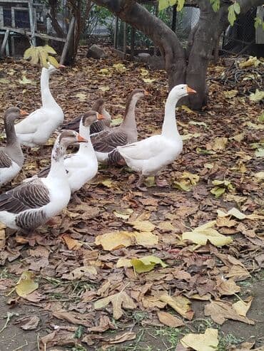 Qaz sürüsü – ağ və boz rəngli fərdlər - Növ: ev qazı (ağ və — 1