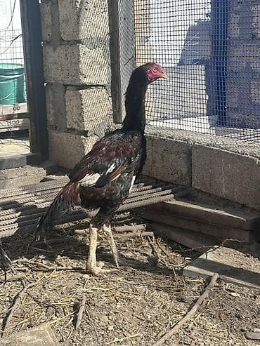 Heyvanlar üçün mallar: Xoruz, il: <1 — 3