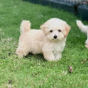 it satisi ucuz: Pudel, 2 ay, Erkek, Ödənişli çatdırılma — 4