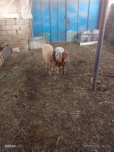 pekines bala: Ana bala qoyundu qoyun qoca qoyundu disderi agzindadi yemek icmeyinde — 3