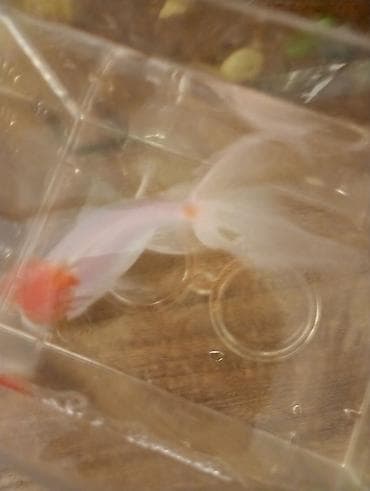 akvarium 120 cm: Oranda, Sülhsevər — 4