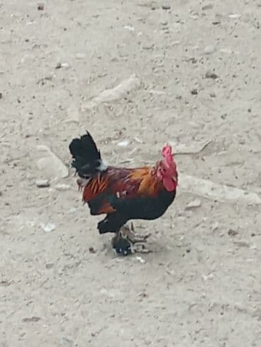 bakida cins ineklerin satisi: YAPON : Xoruz reyal alıcı yaşın 15azndi Təsvir:hem ucuz həm 1ilk — 3