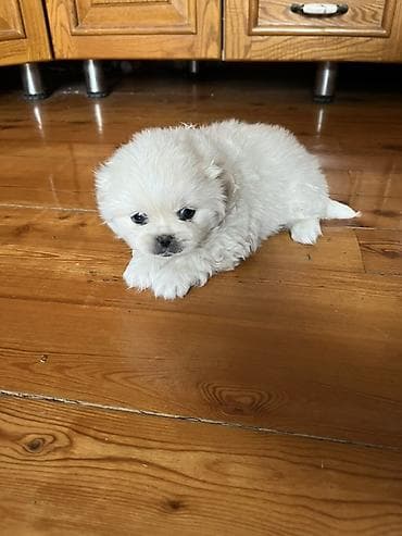 Грызуны: Пекинес, 1 месяц, Самка — 2