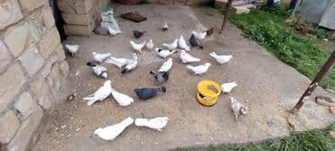 Грызуны: Salam aleykum herkese ALLAH hamının malına BERKET versin gördüyünüz — 3