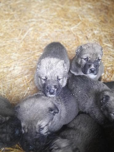 heyvanlar və balaları: Peyvəndli — 1