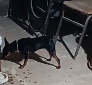 Miniatür pinçer, Cütləşmə üçün