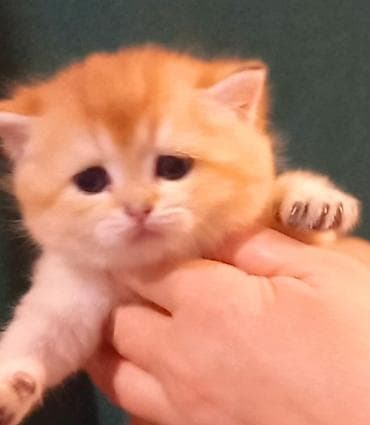 britan pişikləri: Britan — 8