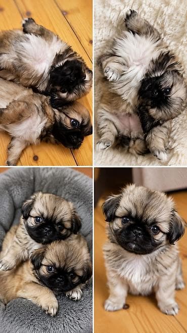 gəlincik heyvan: Pekines, Peyvəndli — 2