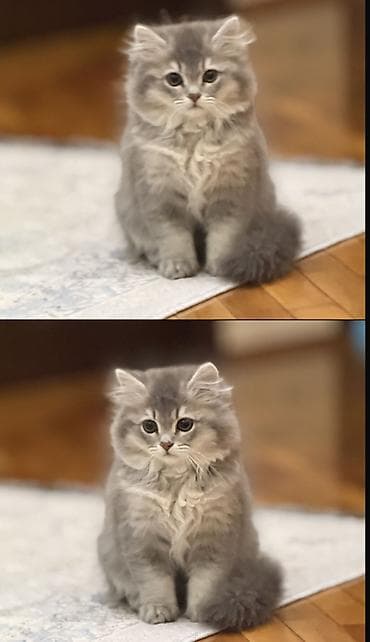 pisik adlari rusça: Erkək, Ünvandan götürmə — 4