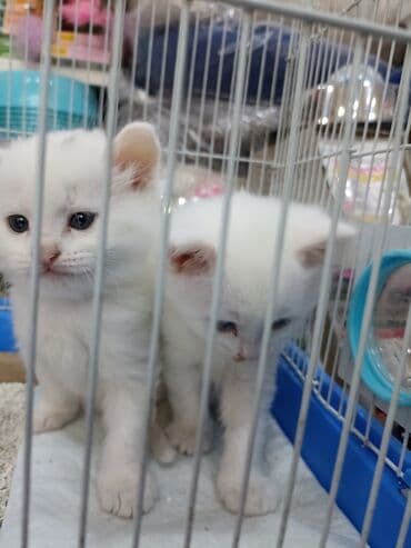 Птицы: Ağ rəngli bala pişiklər Turk Anqoru qrupundan iki ədəd,biri 100 — 2