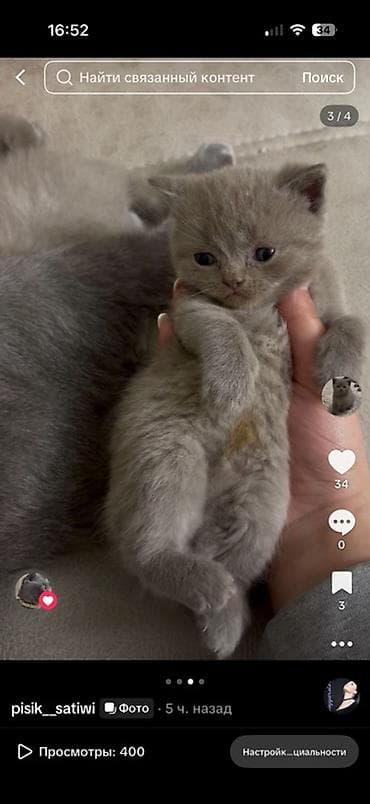 ucuz pişikler: Şotland yastı qulaq — 3