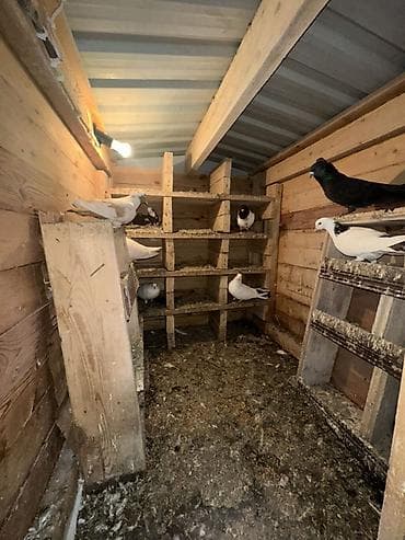 haski iti: Ağacdan hazırlanmış rəngli it evi/volyer - Material: qalın taxta — 8