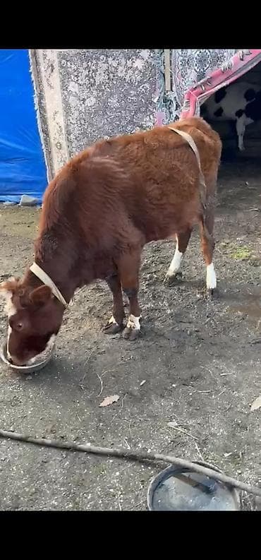 ucuz dana: Satılır: Cins dana.şarole,simental,holştyen Xüsusiyyətlər: - Yaş — 2