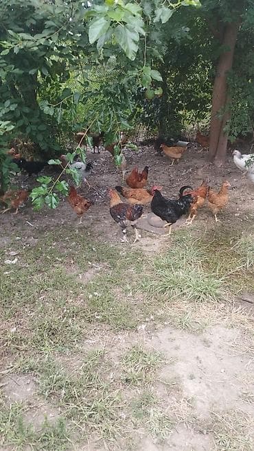 Təbii şəraitdə bəslənən toyuqlar - Açıq havada, ağaclıq və torpaq