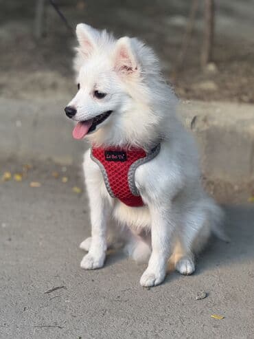 отдам в добрые руки шпица: Шпиц, 4 месяца, Самец — 5