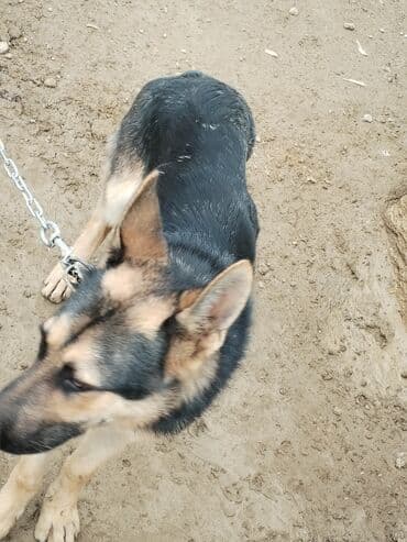 собака отдам в хорошие руки: Alman çoban iti, 6 ay, Erkek — 10