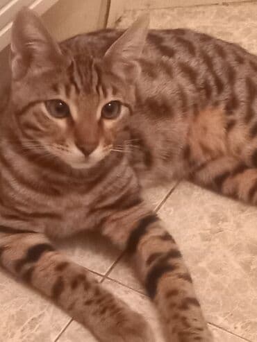 мейн кун купить в баку: Benqal — 3