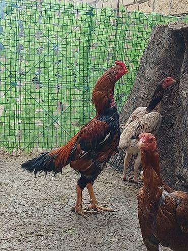 naxcivan heyvan elanlari: Oh wamo xoruzu temiz oh wamo alman qan deyiwmey isdeyirem deye ozine — 7