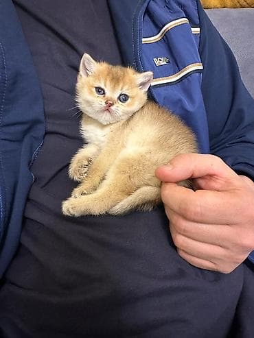 pişik sahiblendirilir: Şinşilla — 1