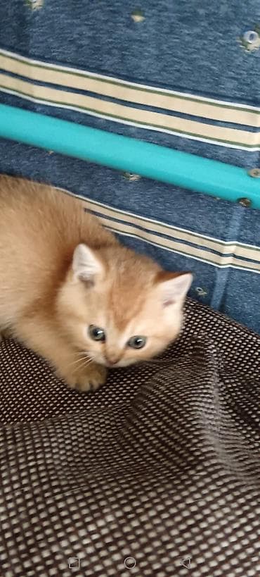 Pişiklər: Britan — 3