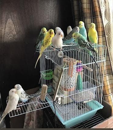 SUPER PAPUQAY DƏSTİ 🦜cemi 45 azn ✨ Hamısı bir yerdə – ideal başlanğıc