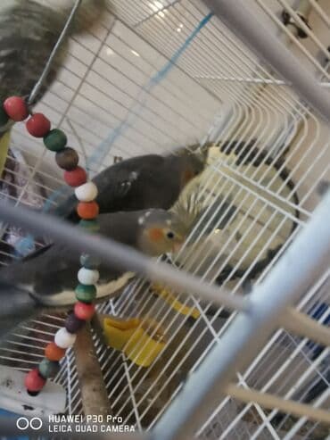 danışan tutuquşu: Məhsul: Nimfa tutuquşuları (cüt və qəfəs ilə) Təsvir: - Şəkildə — 2