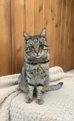 etibarlı əllərə pişik: Erkək, Yaxşı əllərə — 4