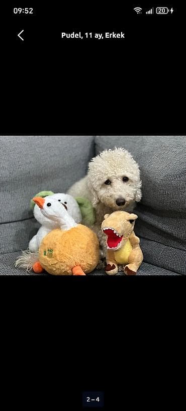 собак в добрые руки: Пудель, 11 месяцев, Самец — 2