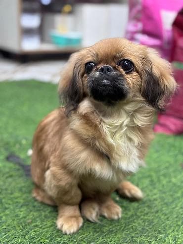 Quşlar: Pekines, 4 ay, Erkek, Pulsuz çatdırılma — 3