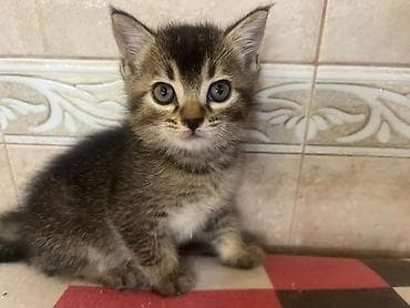 golden satışı: Qızıl şinşilla, Erkək, Dişi, Yaxşı əllərə, Ödənişli çatdırılma, Ünvandan götürmə — 4