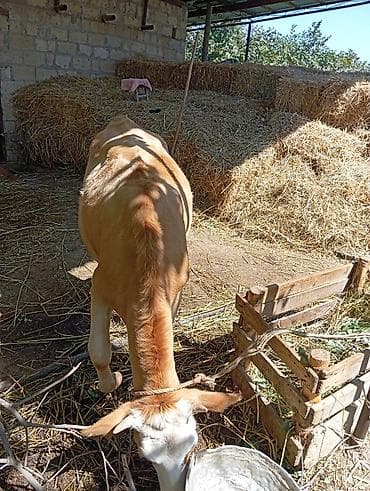 heyvanlar quslar: Dana, buzov, Dişi, ay: 1, 100 kq, Ətlik, Ünvandan götürmə — 3