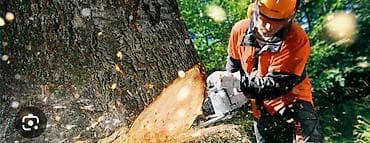 su filteri ustasi: Ağac kesmek budamaq işləri görülür.🪚 Kotukleri səliqəli dogramaq qol — 3