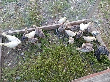 kənd heyvanları: Hinduşka balası 20 günlükdü ana çıxardıb — 1