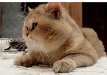 pişiy balası: Qızıl şinşilla, Erkək, Dişi, Yaxşı əllərə — 4