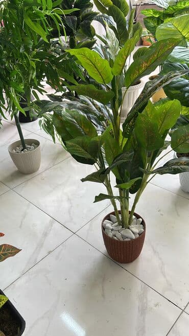 dekarativ guller: 🌸 İstədiyiniz dibçəyi, istədiyiniz ölçüdə yığırıq! 🏡 Evlər, ofislər — 23