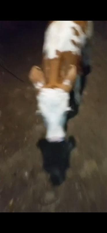 kök dana: 20 günlik temiz qan semetalı satlır semetalı bizov dişdi birde bir — 3