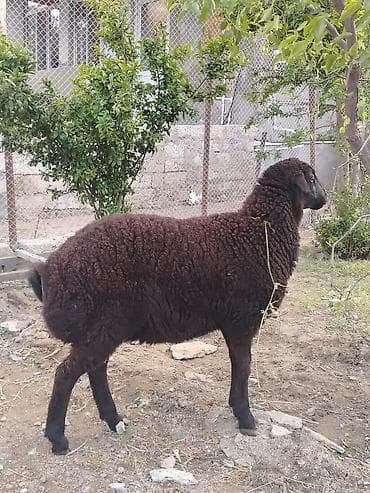 Dişi, il: 1, Damazlıq, Ünvandan götürmə