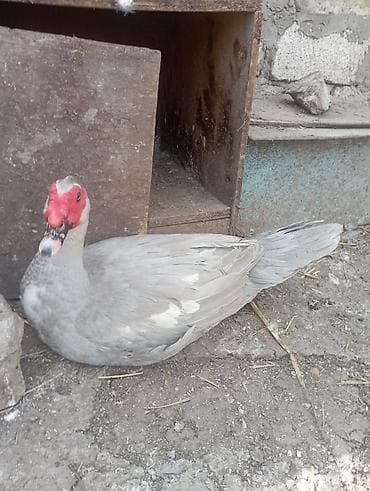 Индюшки: 1 illik aktiv lavanda erkeyi damazlıq. qiymet sondur — 2