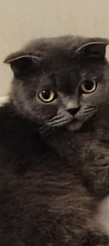 Собаки: Шотладская вислоухая — 5