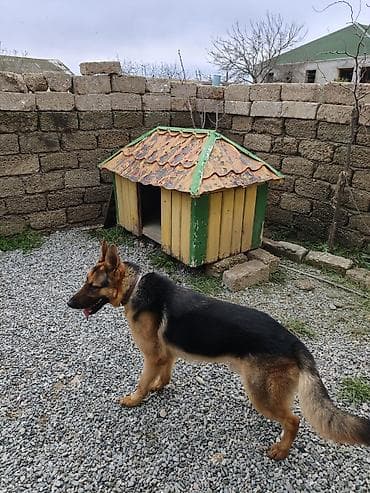 it satilir: Alman çoban iti, Peyvəndli — 5
