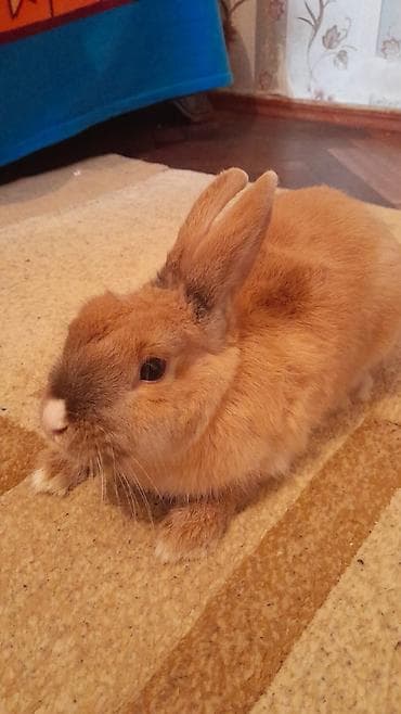 Gəmiricilər: Ev dovşanı – miniatür, ev şəraitinə uyğun - Növ: ev dovşanı (qısa — 2