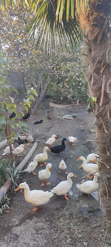 kənd çolpası: Erkək, Damazlıq — 3