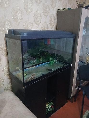 akvarum: Akvaryum dəsti - Geniş şüşə akvaryum, qara rəngli üst qapaqla - — 1