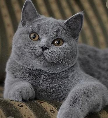 Pişiklər: Şotland, Erkək, Cütləşmə üçün — 4